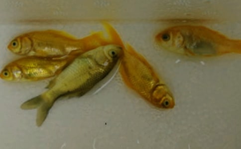 如何挑選錦鯉魚苗