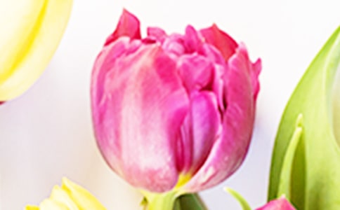郁金香是什么時候開花