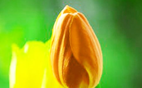 郁金香的花期管理技巧是什么