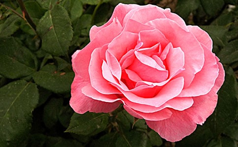 月季在什么時候開花