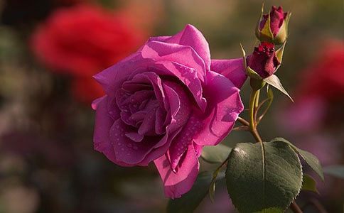 月季最早什么時候開花