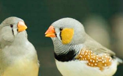 珍珠鳥閱讀答案