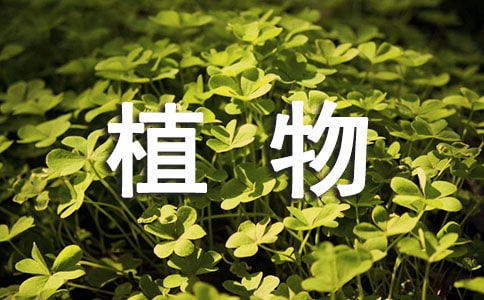 適合客廳養的水養植物