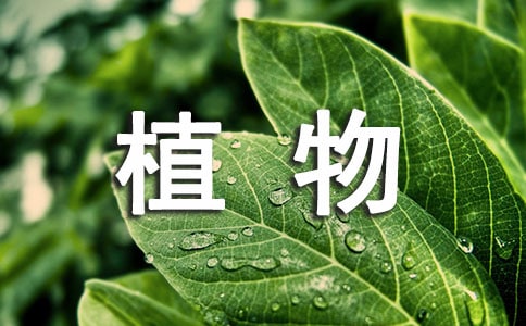 哪些植物有利于家居風水