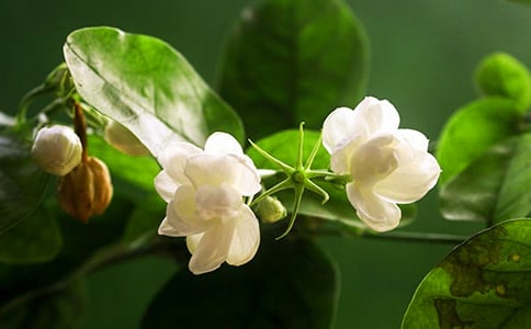 茉莉花怎么養(yǎng)