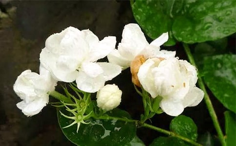 茉莉花葉子發(fā)黃怎么辦