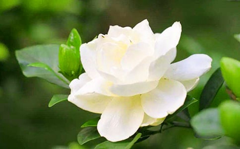 梔子花日常養護技巧