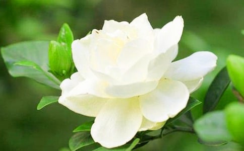 為什么你種的梔子花葉黃還不開花