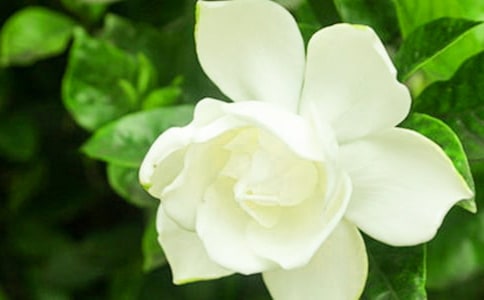 梔子花葉子發黃怎么辦