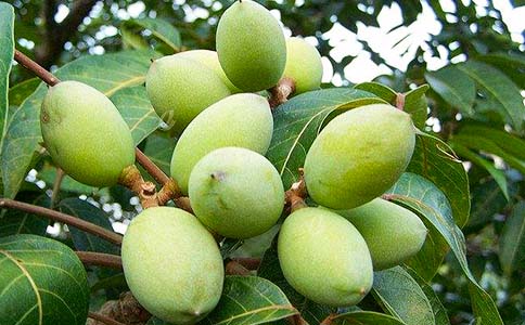用橄欖油美容護(hù)膚的方法