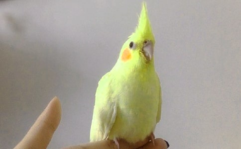 牡丹鸚鵡怎么分公母