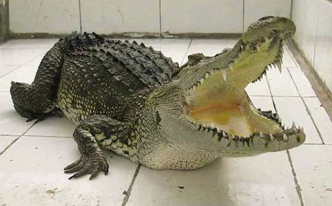 LOL英雄聯盟鱷魚可以出破敗黑切嗎?鱷魚新出裝套路